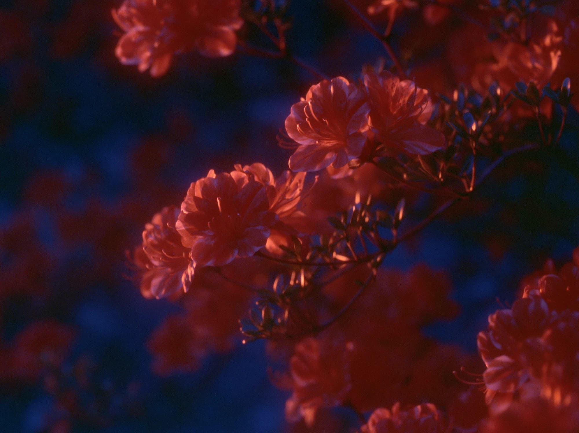 Red blossoms on a branch, glowing softly against a dark blue, out-of-focus background.